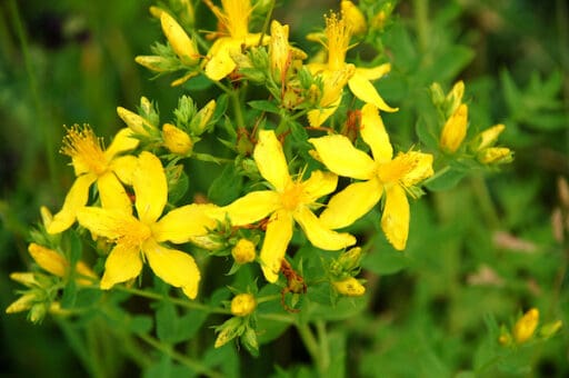 St John’s Wort for Major Depression: Concerns About St. John’s Wort Interactions with Antidepressants