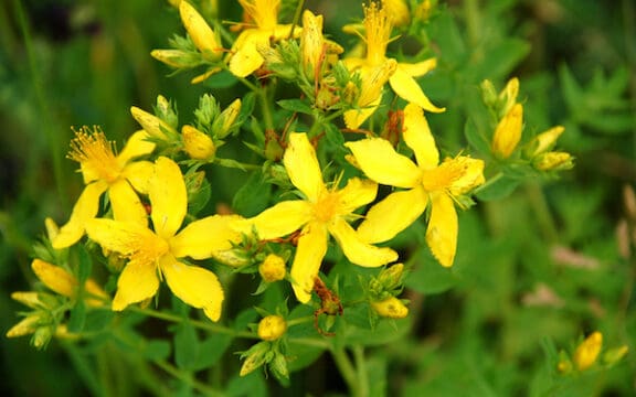 St John’s Wort for Major Depression: Concerns About St. John’s Wort Interactions with Antidepressants