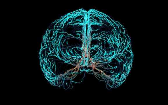 BDNF represented by an image of a brain